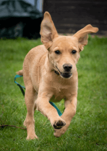 Brown dog running with ears flapping