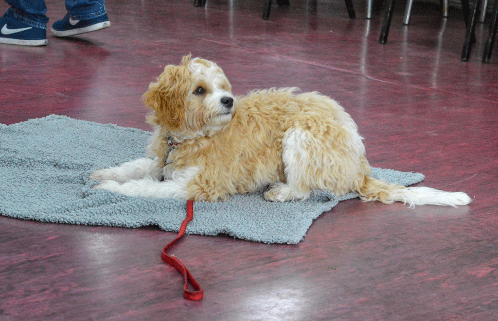 Fluffy dog on a mat