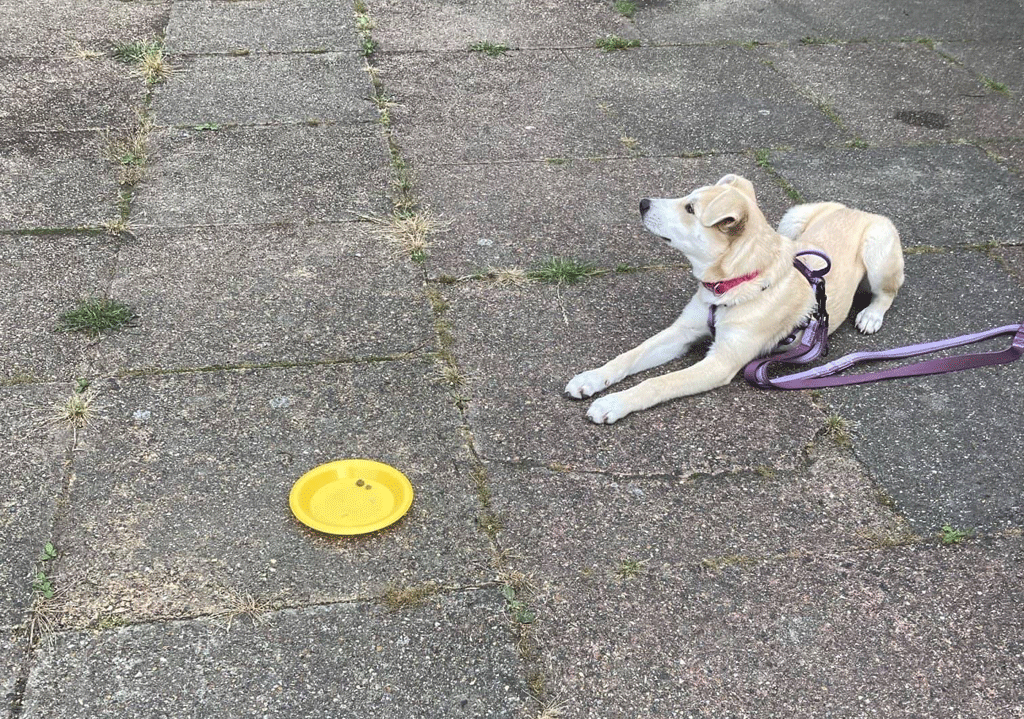 Dog waiting by plate waiting for treat