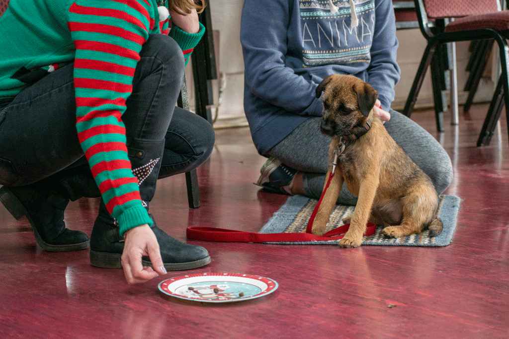 Puppy looking at treats on a plate