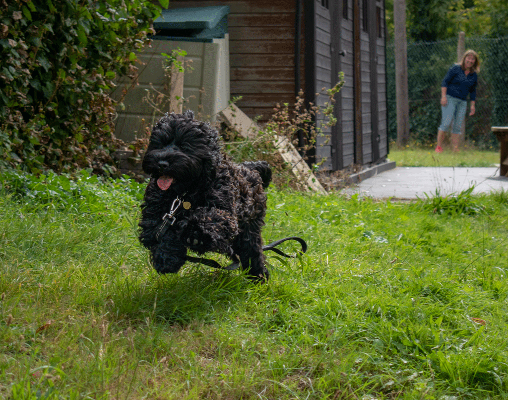 Puppy running away