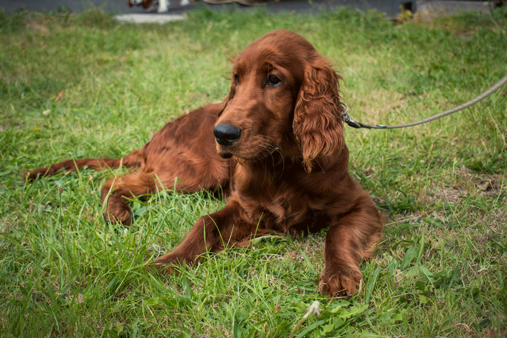 Red dog laying down