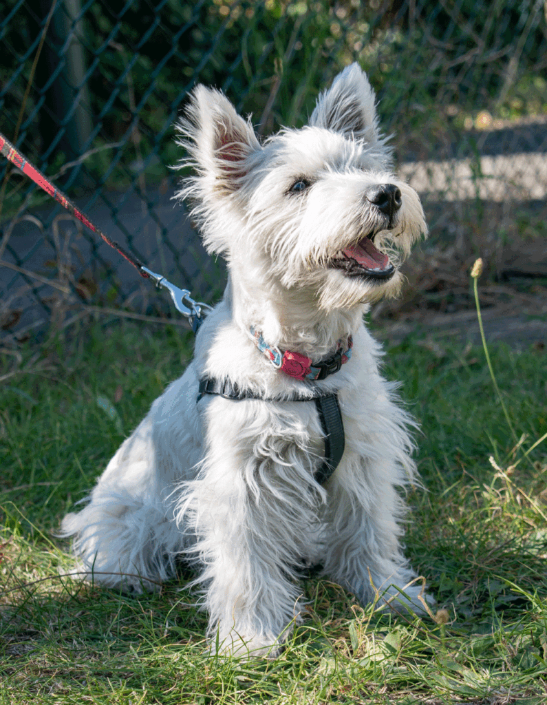 Westie on lead looking up